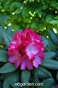 wbgarden spring 63